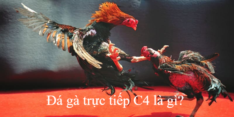 Đá gà trực tiếp C4 hấp dẫn tại nhà cái hb88